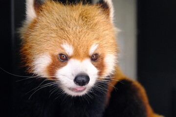 Front View of an Agitated Red Panda