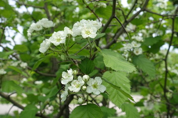 Some white flowers and buds of Crataegus submollis in mid May