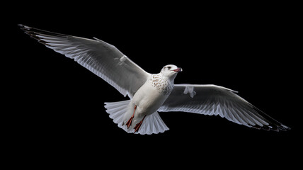 Obraz premium Seagull in Mid-Flight with Spread Wings
