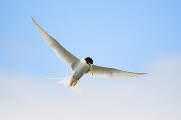 上空から獲物に狙いをつけるコアジサシ