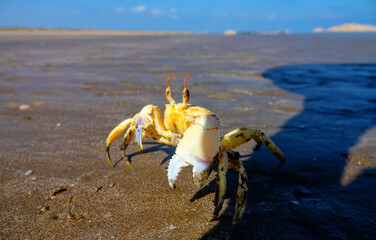 Red Sea ghost crab (Ocypode saratan) in an attack pose on a photographer. Bright Claw as a threat releaser, aggressive behavior. Gulf of Oman, Arabian Sea