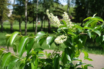 Twig of blossoming mountain black cherry in May