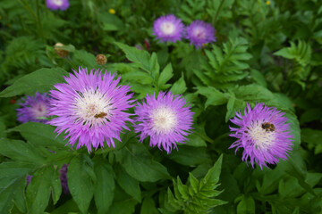 Closeup of pink flowers of Centaurea dealbata with bees in May © Anna