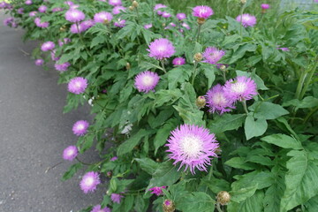 Line of Centaurea dealbata in full bloom in May © Anna