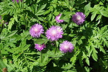 Group of pink flowers of Centaurea dealbata in May © Anna