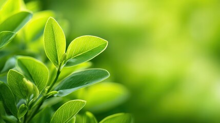 Close-up of vibrant green leaves with soft sunlight filtering through, creating a serene natural backdrop