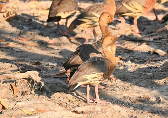 Group of Whistling Ducks on the banks of Yellow Waters Billabong in Kakadu NP in the early morning...