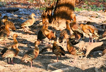 Group of Whistling Ducks on the banks of Yellow Waters Billabong in Kakadu NP in the early morning...