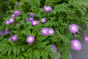 Multiple pink flowers of Centaurea dealbata in May © Anna
