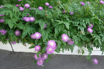 Profuse pink flowers of Centaurea dealbata in May © Anna