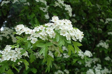 Blossom of one-seed hawthorn in mid May