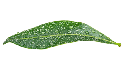 Close-up of a green leaf adorned with water droplets, showcasing nature's beauty and freshness after recent rainfall