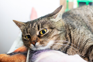A Calm Tabby Cat Enjoys Relaxing Comfortably in Its Home Space