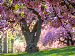 Japanese cherry tree in spring