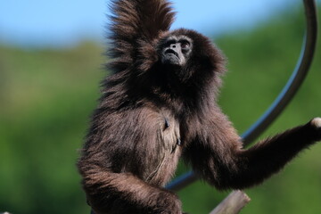 Monkey Energetically Moving Around with Forest Background