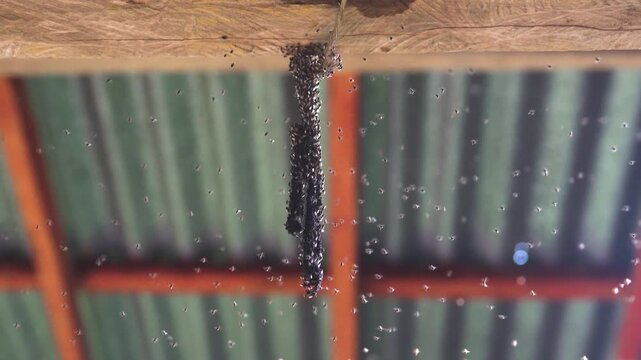 Velcro tape, fly strip for indoor noxious insects, swarm of midgets. Southeast Asia, carriers of infectious diseases