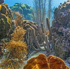 Caribbean coral garden