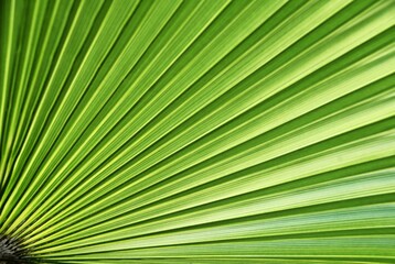 Close up of a green fan shaped Palm leaf in my garden