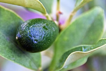 Close up of a green Kumquat fruit