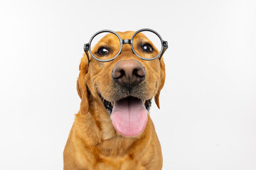 Funny Labrador Retriever Dog Wearing Glasses