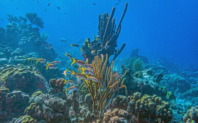 Caribbean coral garden