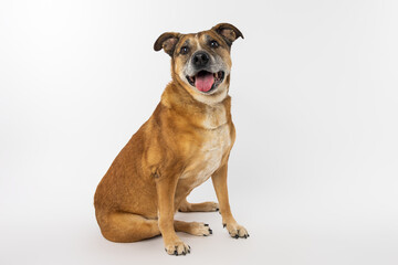 Happy Mixed Breed Dog Sitting on White Background