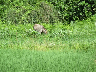 ニホンカモシカ