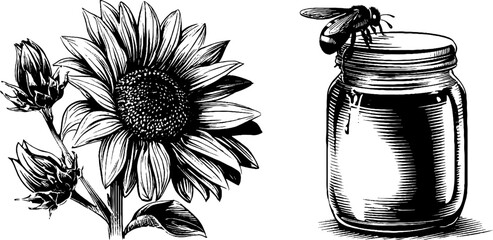 Vintage engraving of sunflower and bee on jar for retro design