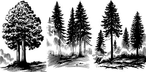 Fototapeta premium Engraved silhouettes of forest trees in thick fog for nature design