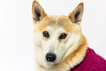 Close-Up Portrait of Shiba Inu Dog in Pink Sweater