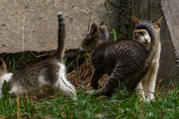 A tricolor mongrel stray cat sits at dusk near a concrete wall and anxiously looks into the distance, her little kittens frolic on the grass in front of her.