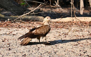 Whistling Kite with prey holding under right claw on the banks of Yellow Waters Billabong in Kakadu NP after sunrise in dry season