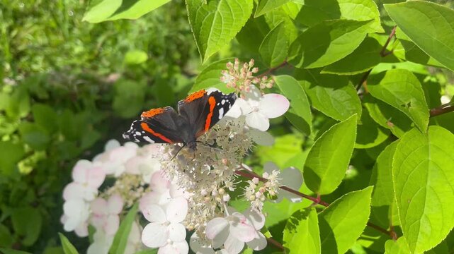 The black-and-red polychrome butterfly, or the oriental polychrome, sits on a flower, close-up