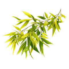 Fototapeta premium Isolated Cluster of Lime Yellow Bamboo Leaves in a Natural Style