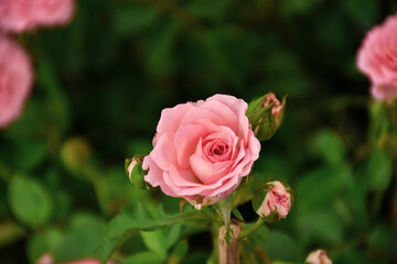 Pink roses in the garden of pink roses. Blooming Roses on the Bush. Growing roses in the garden.	
