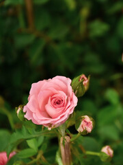 Pink roses in the garden of pink roses. Blooming Roses on the Bush. Growing roses in the garden.	
