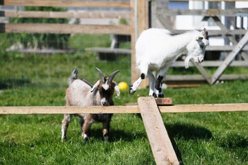 Obraz premium Goats Playing on a Farmyard Seesaw