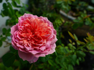 Pink roses in the garden of pink roses. Blooming Roses on the Bush. Growing roses in the garden.	
