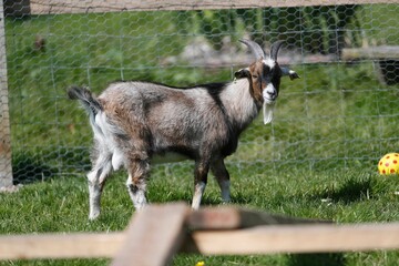 Obraz premium Goat in a grassy enclosure with a colorful ball.