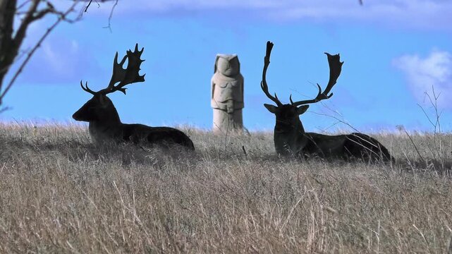 Two fallow deers (Dama dama) rest in the shade of a tree against the backdrop of the steppe and a Kurgan stelae or Balbals.