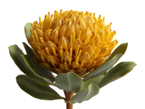 Isolated Mustard Yellow Protea Bloom with Green Leaves and Texture