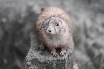 Prairie Dog on Rock Observing Outdoors