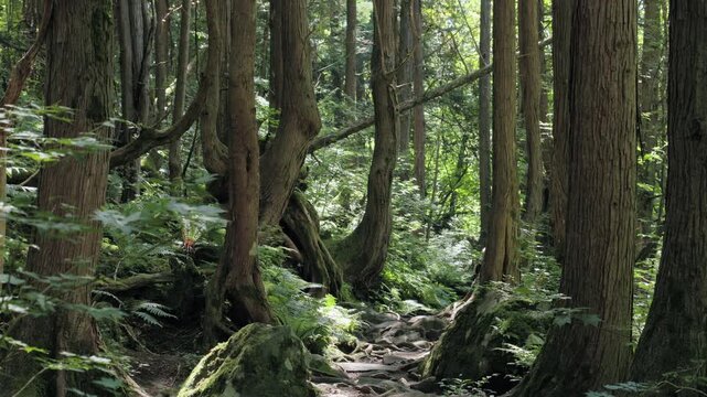 Walking Path through a Virgin Forest Shines Sunlight Filtering the Trees, where Sawara and Hinoki Cypress Spread Their Roots Beneath the Surface of the Ground | Tateshina Virgin Forest, Nagano, Japan