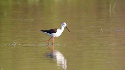 stilt walking on water in spring.