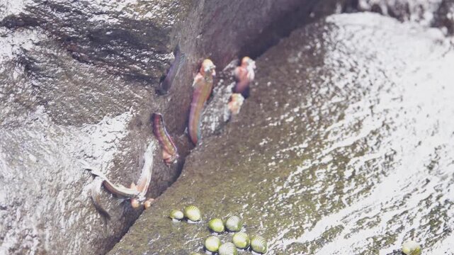 Fish, walking goby, mudskippers on a rocky shore. They jump perfectly, hide in crevices and are not washed away by a surf wave. Adapting marine fish to life in the supralittoral