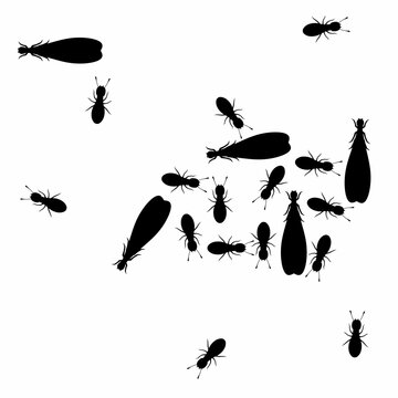 black ants and termites on white background clip art preview