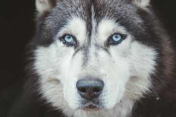 Husky dog's head close-up © Barashkova Ekaterina