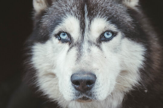 Husky dog's head close-up