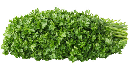 Obraz premium Vibrant green cilantro is arranged neatly, showcasing its fresh leaves, perfect for enhancing flavors in cooking