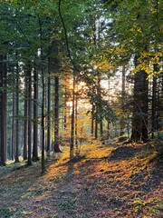 Golden Sun Rays in a Tranquil Forest